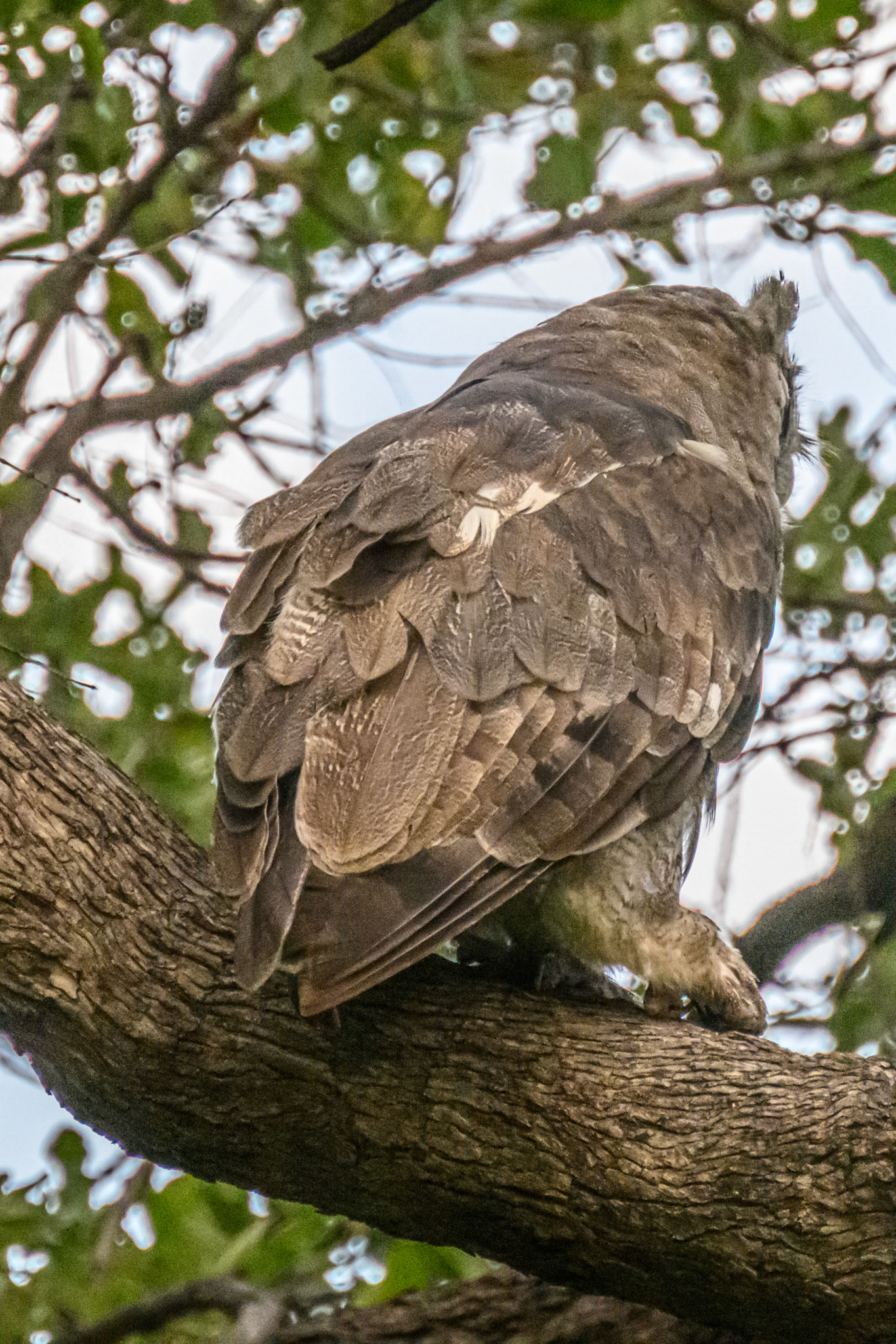 Verreaux Eagle-Owl