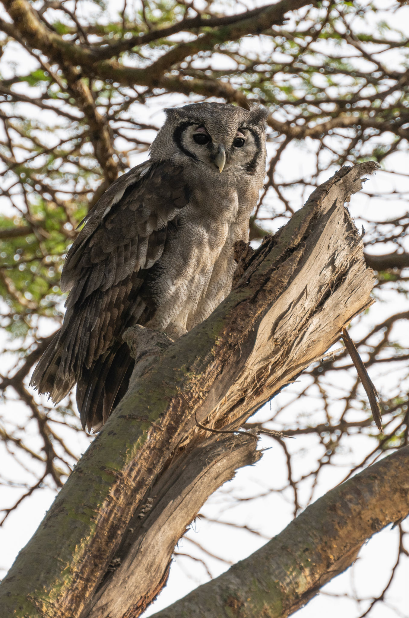 Verreaux Eagle Owl (juvenile)