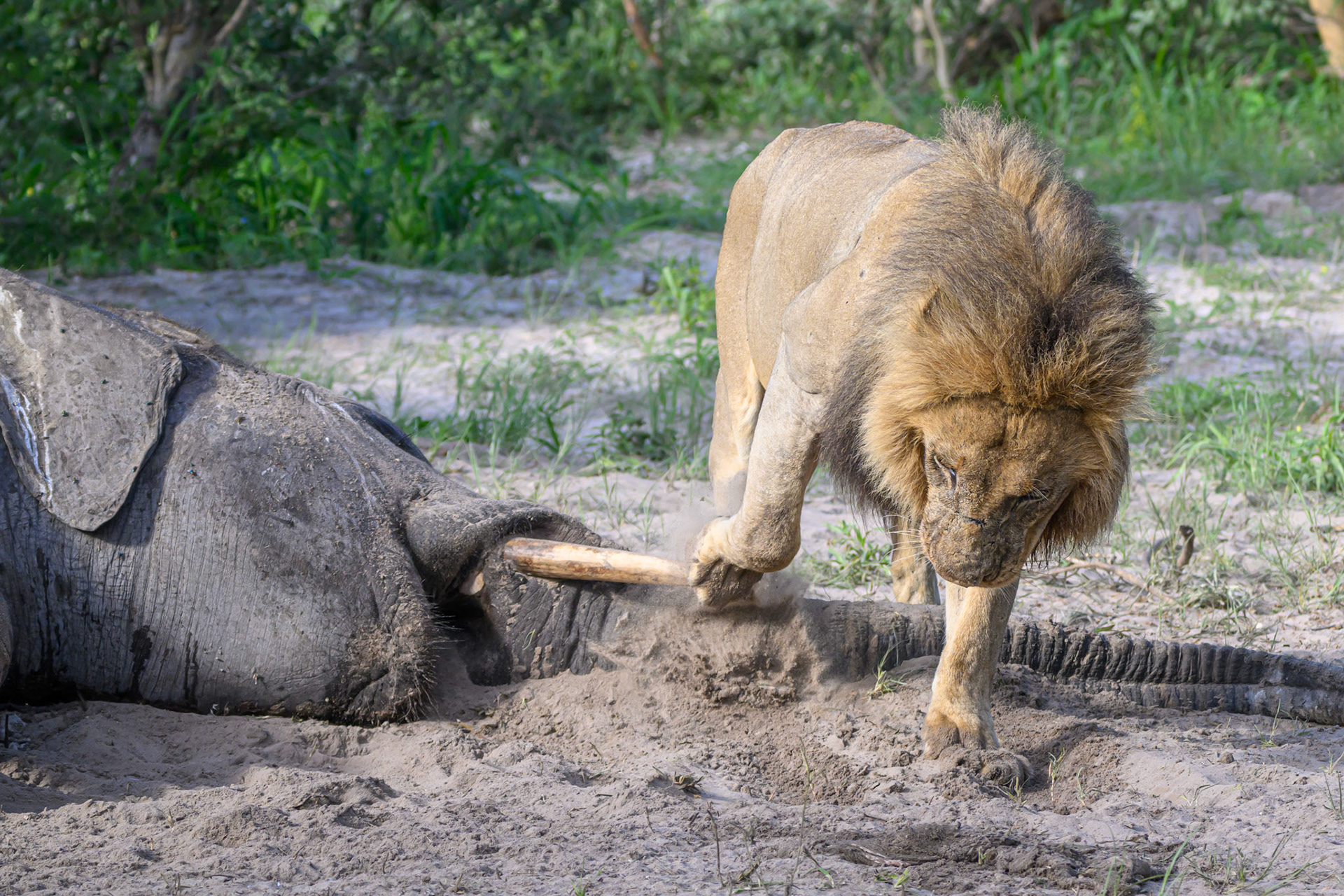 covering scent trail