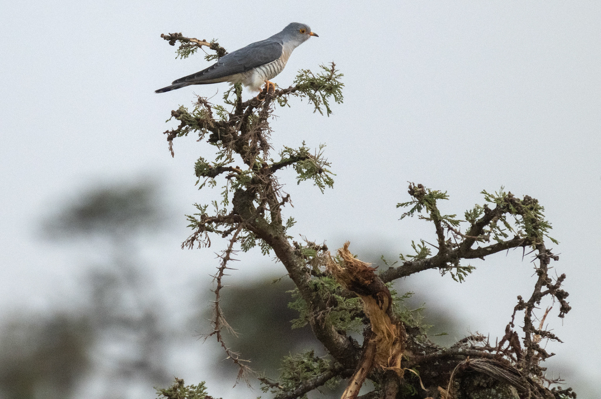 African Cuckoo