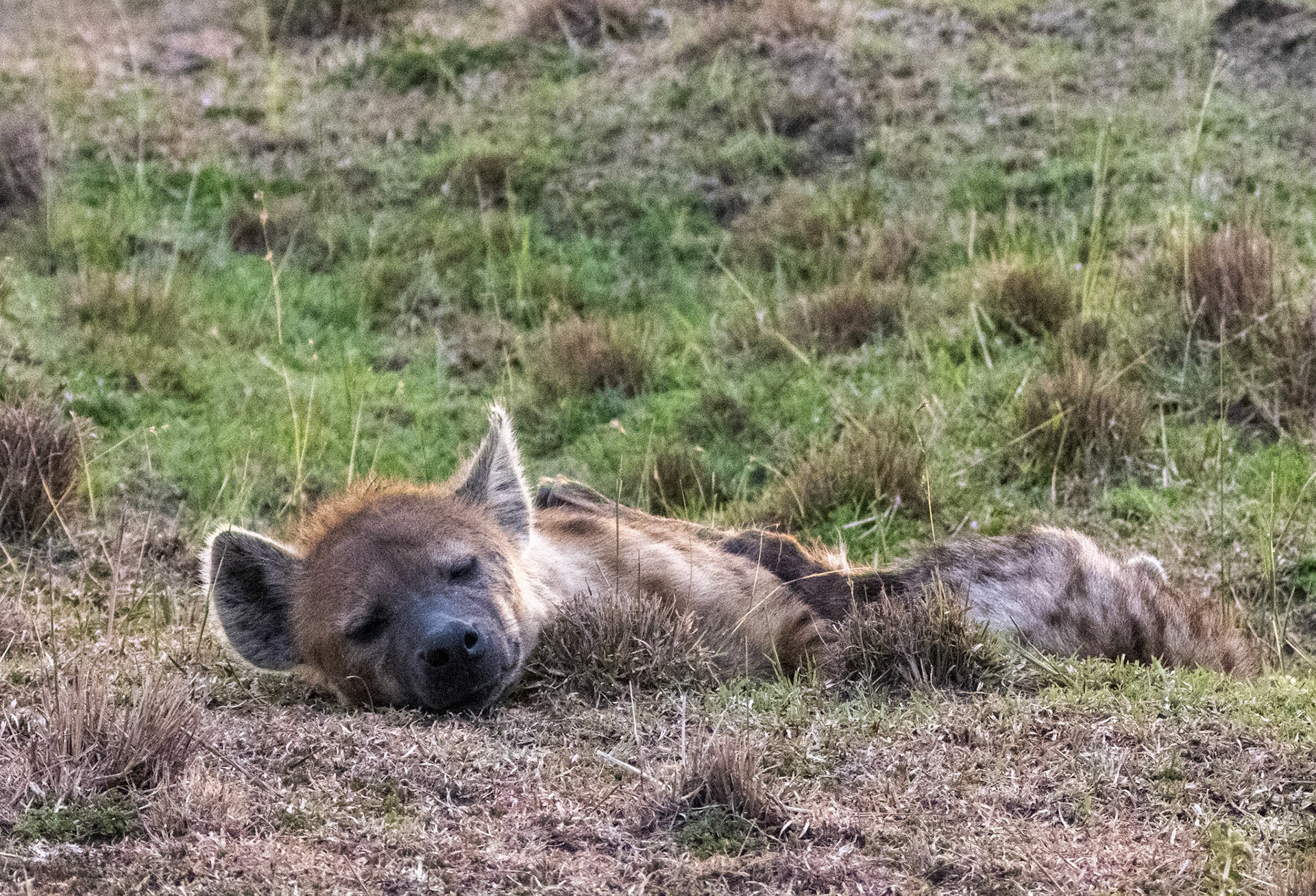 Hyena, Juvenile