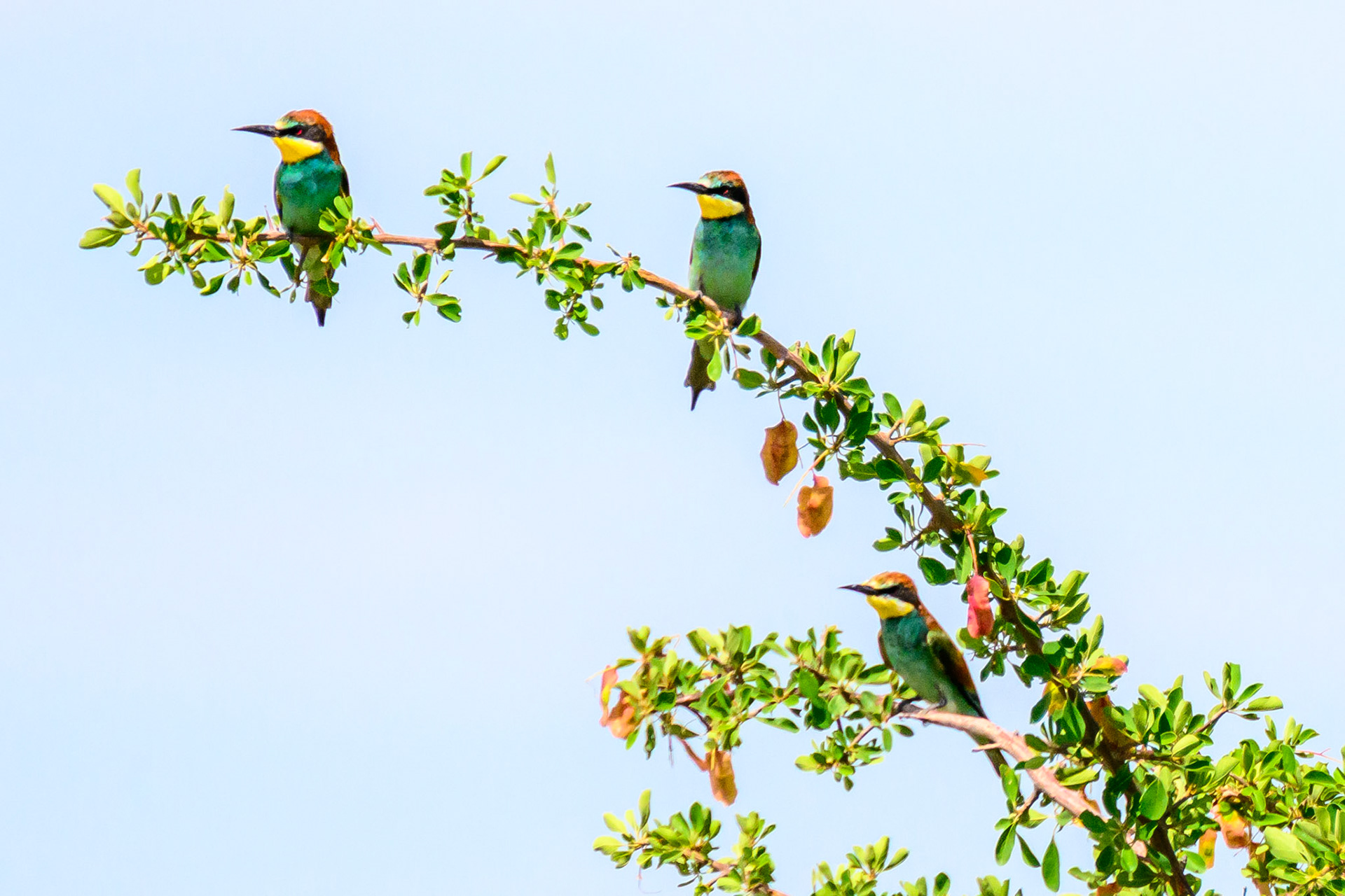 Blue-cheeked Bee-eater
