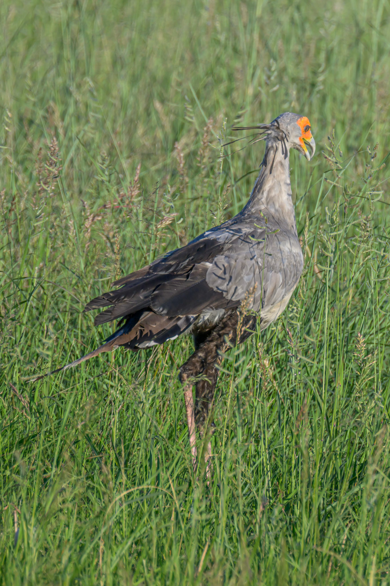 Secretary Bird