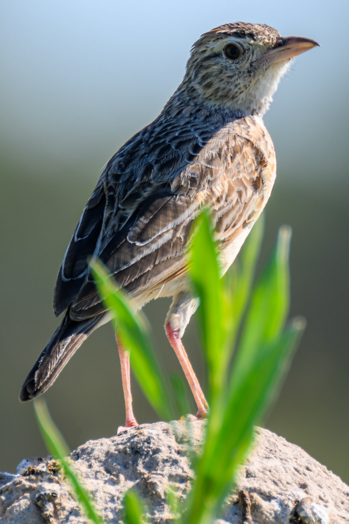 Rufous-naped Lark