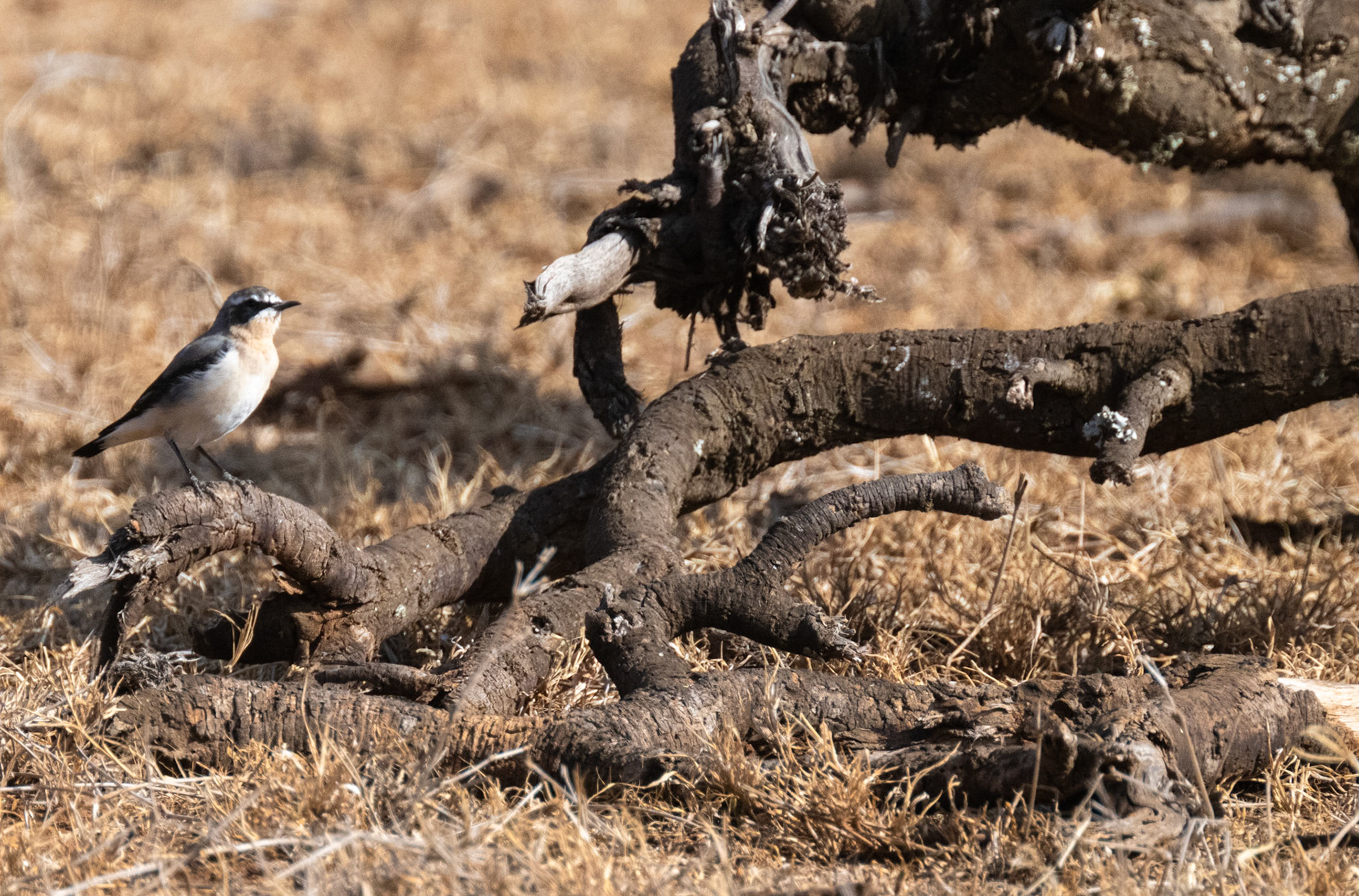 Northern Wheatear
