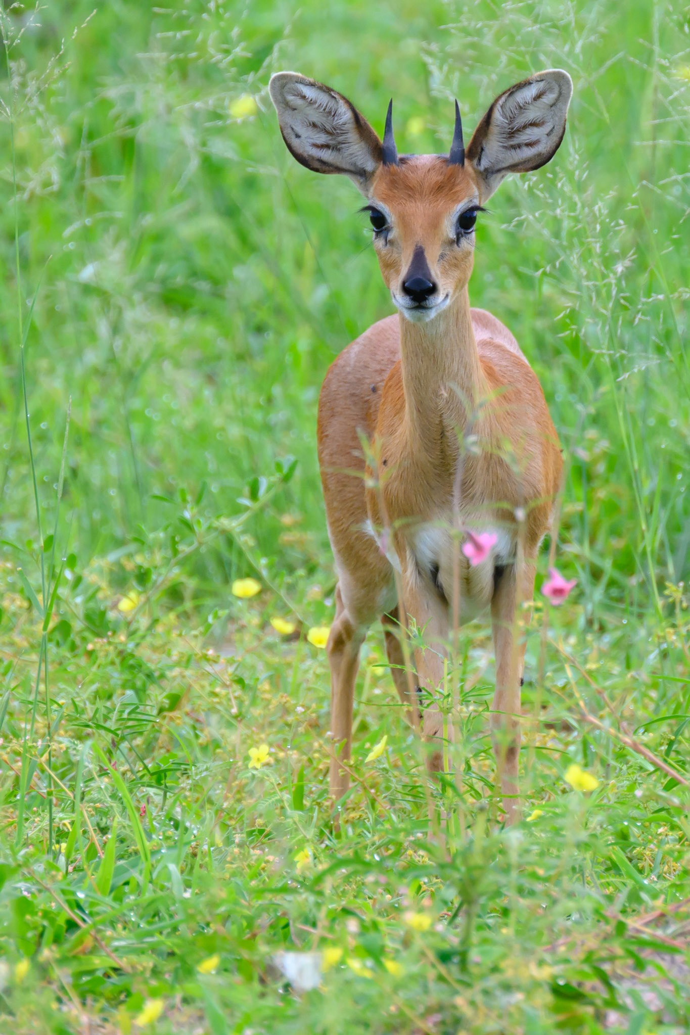 Steenbok