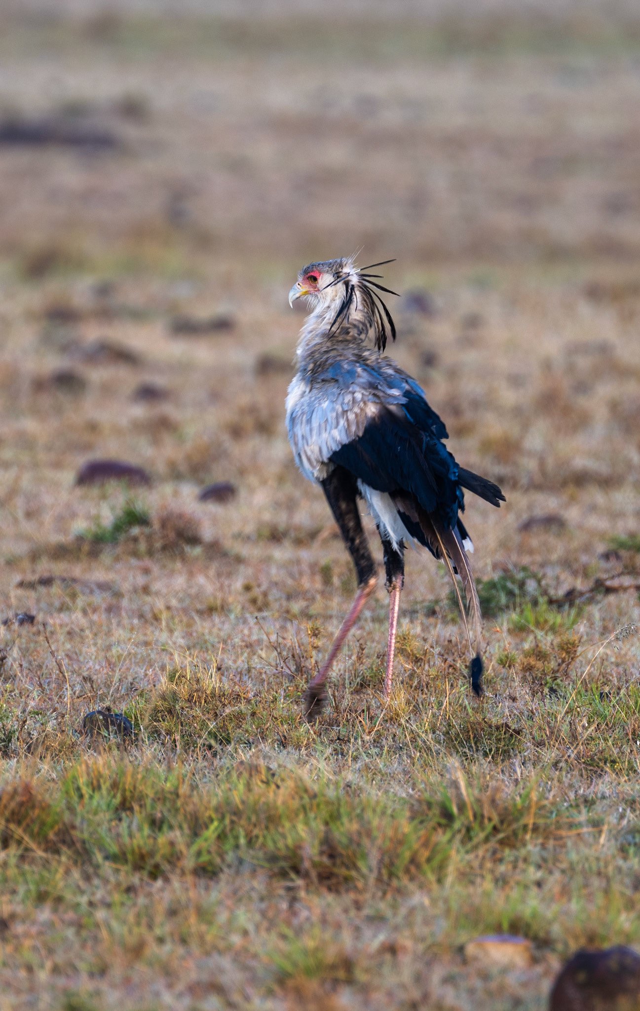 Secretary Bird