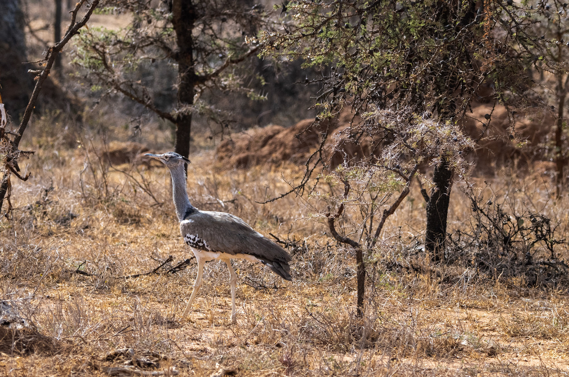 Kori Bustard