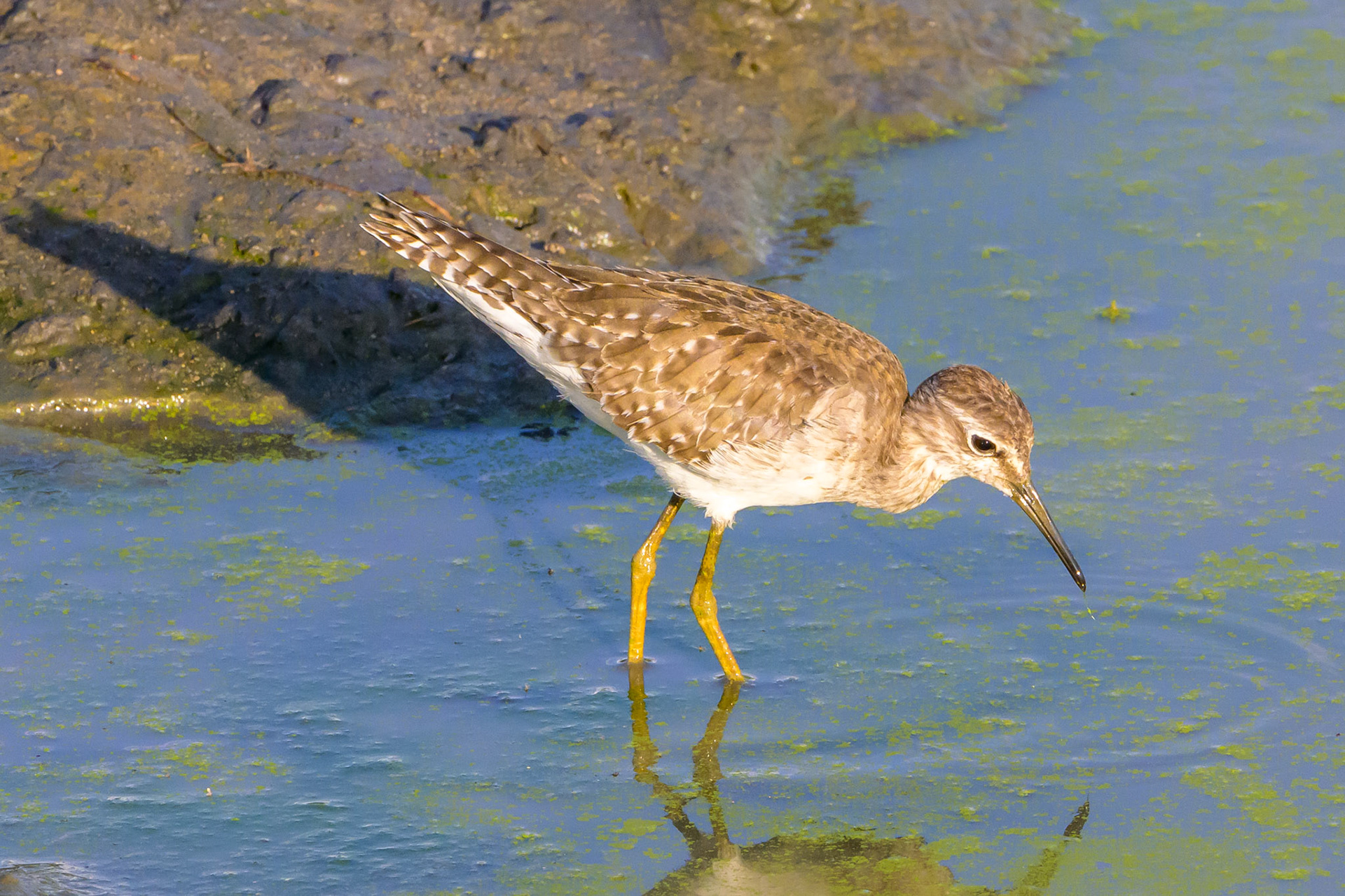 Curlew Sandpiper