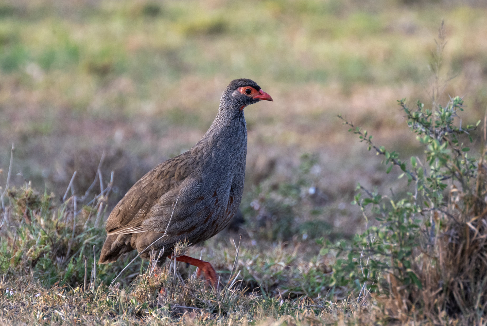 Grey-breasted Spurfowl