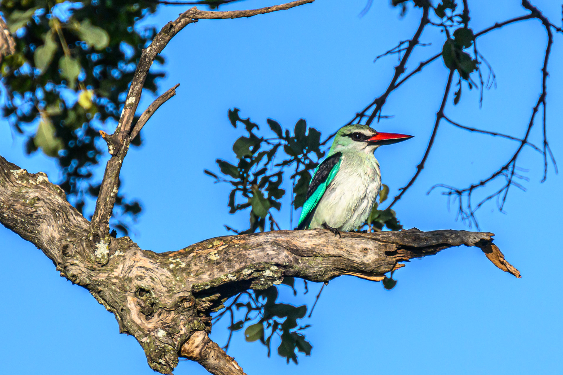 Woodland Kingfisher