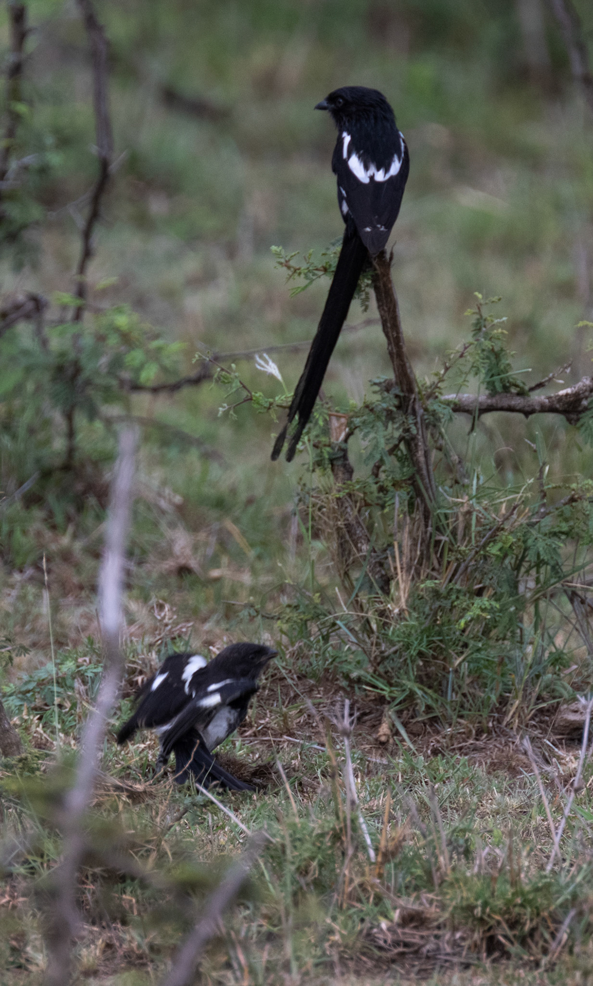 Magpie Shrike