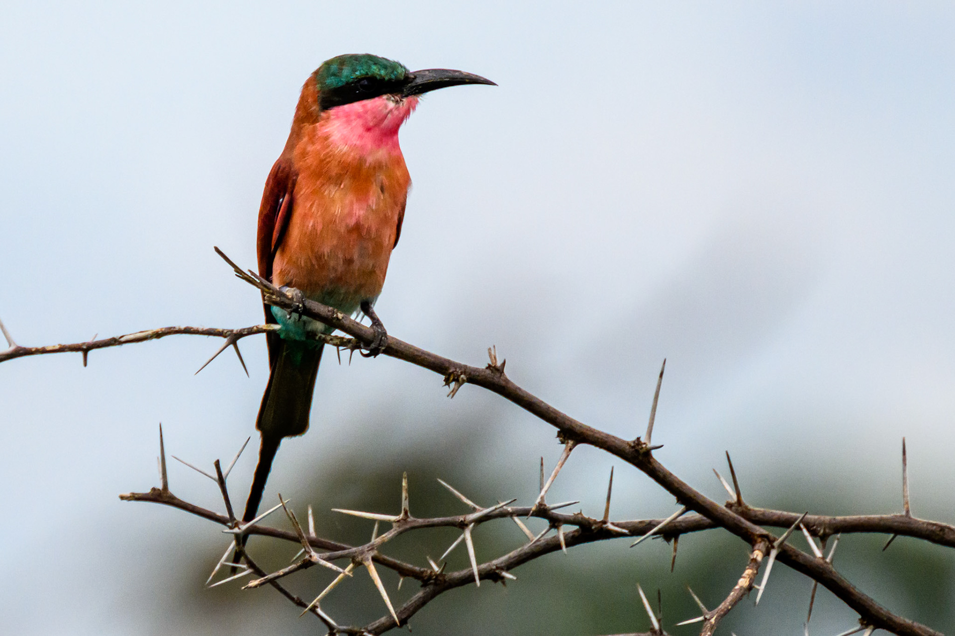 Carmine Bee-eater