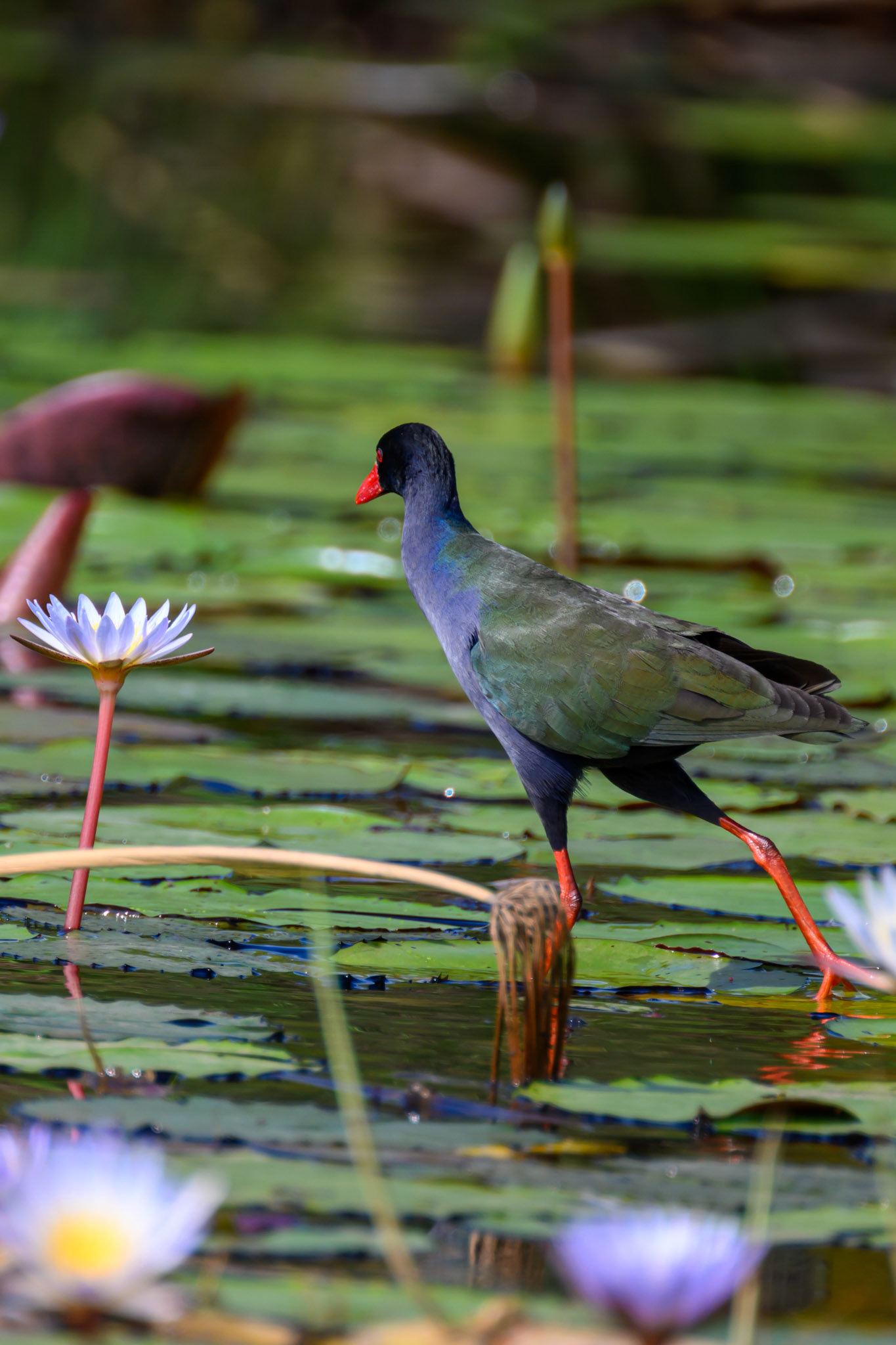 Allen's Gallinule