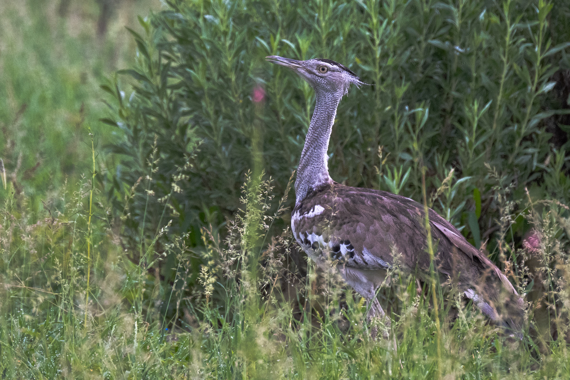 Kori Bustard