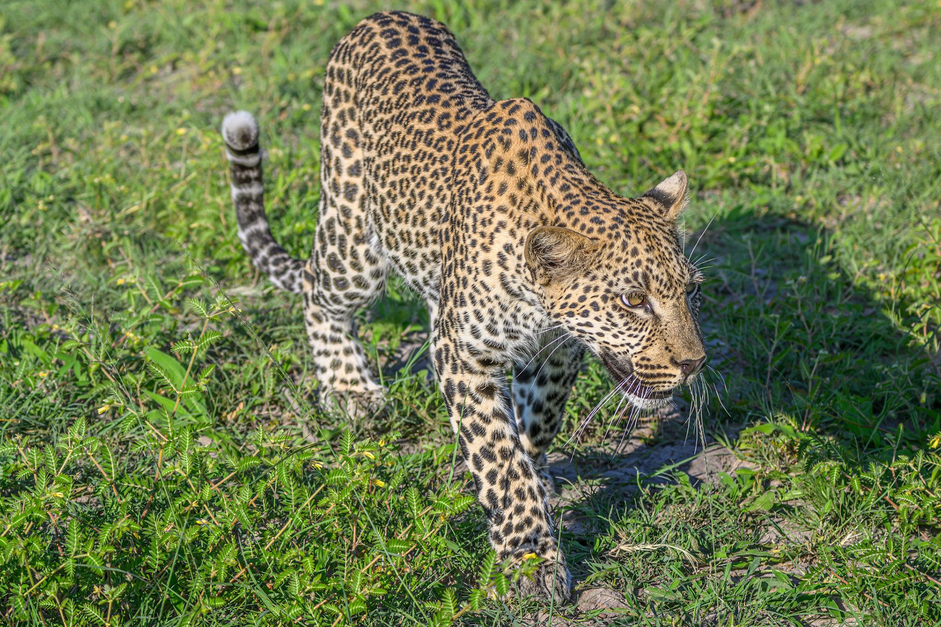 Juvenile Leopard
