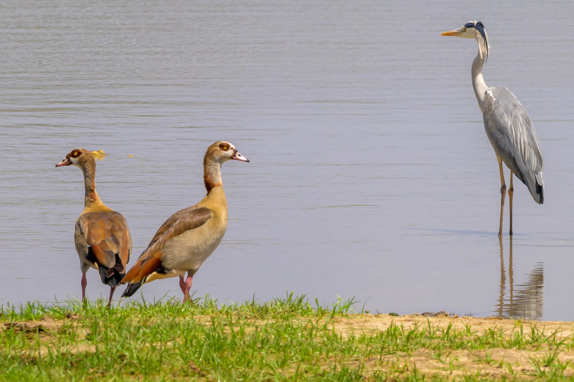 Egyptian Ducks & Goliath Heron