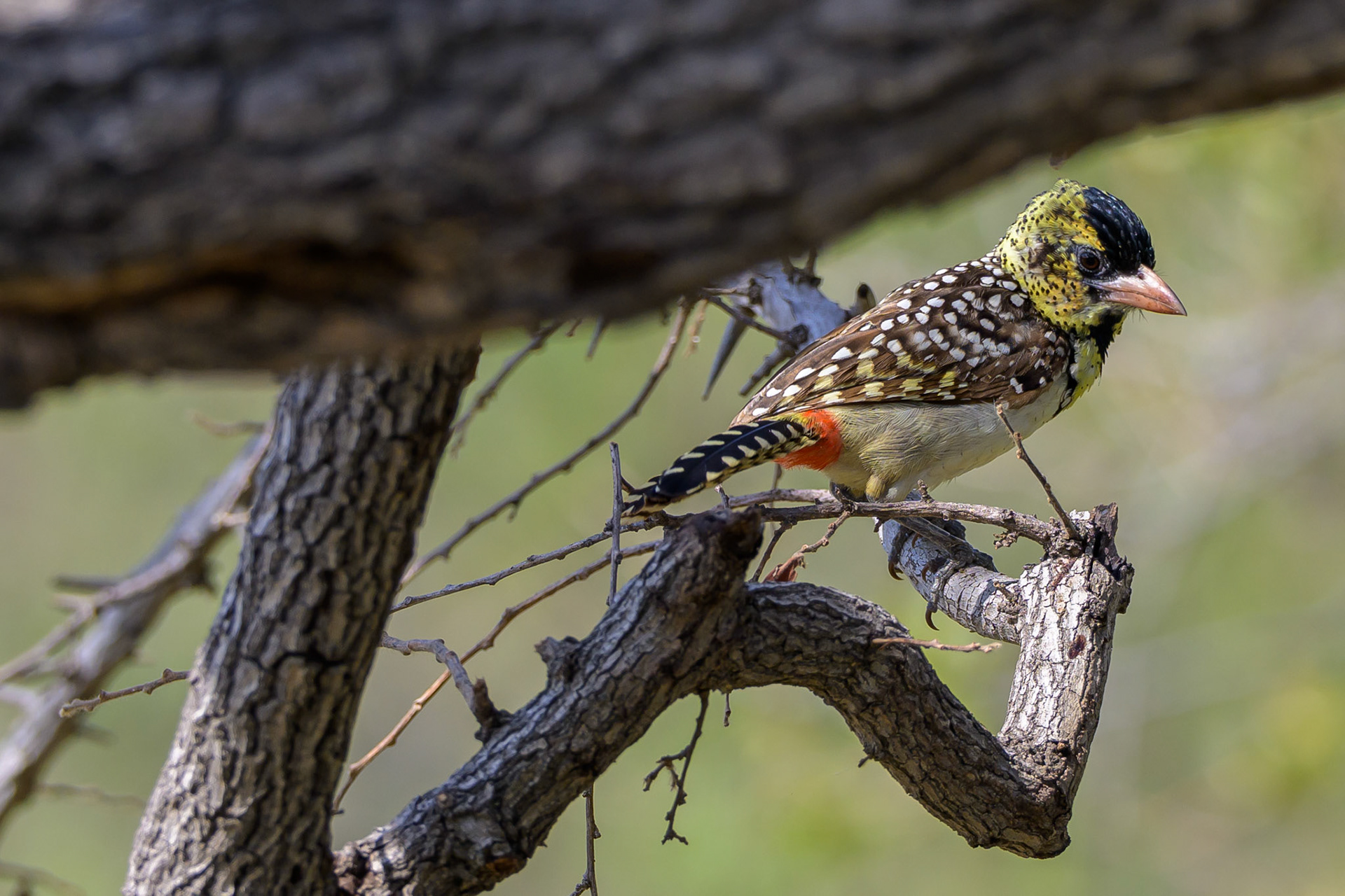 D'Arnaud's Barbet