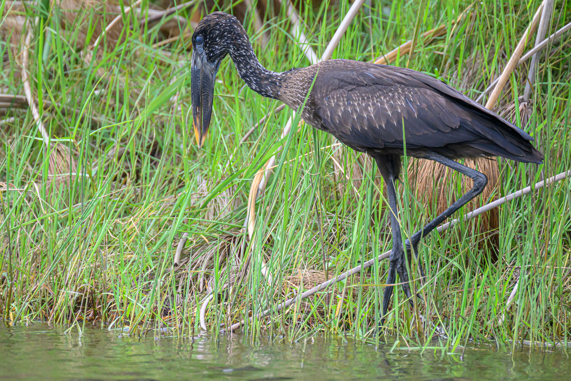 Openbill