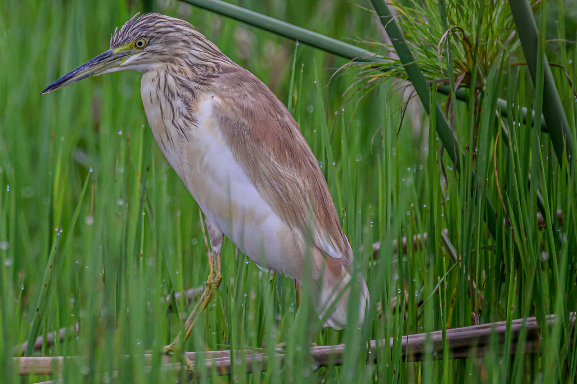Squacco Heron