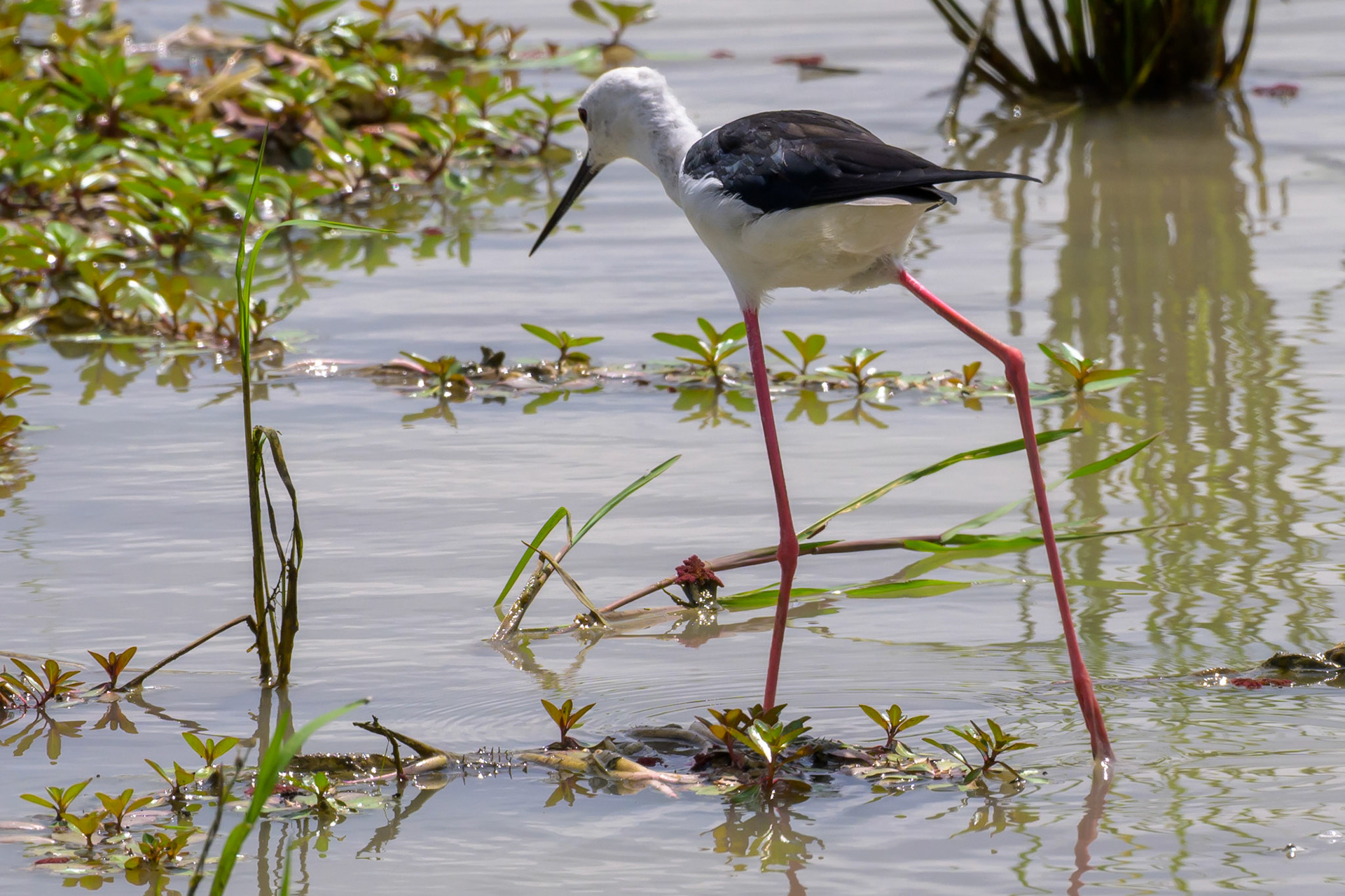 Black-winged Stilt