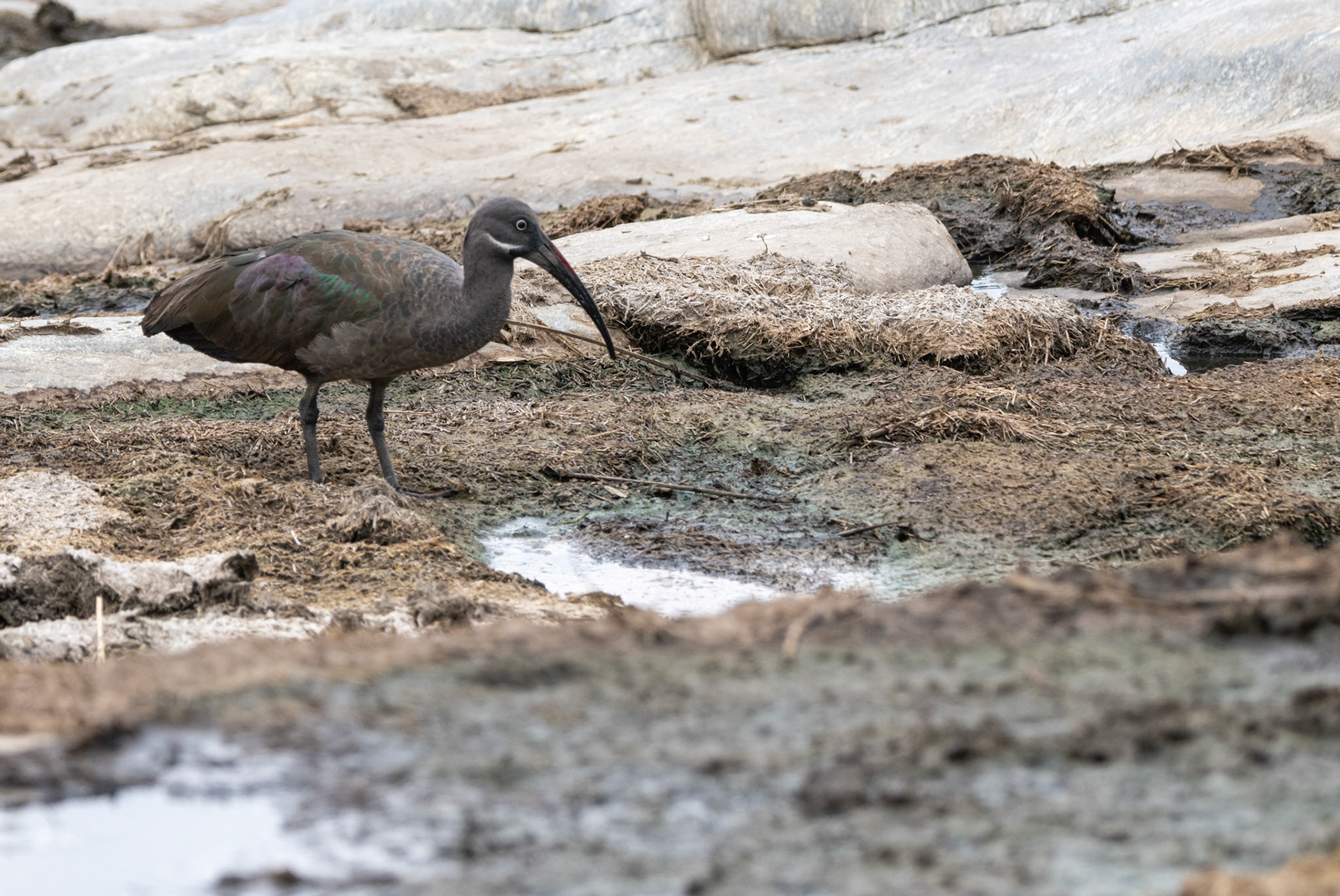 Hadada Ibis