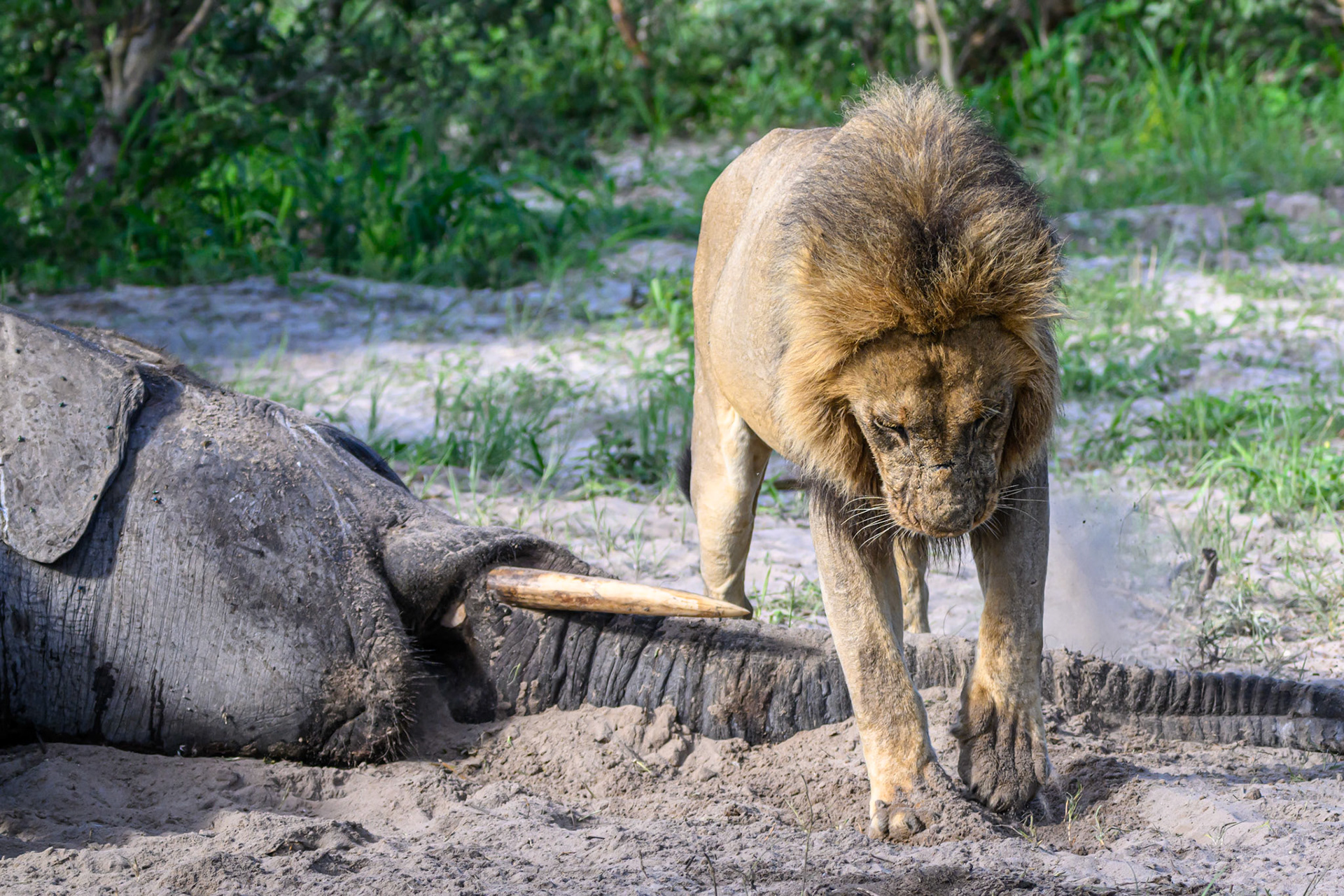 covering scent trail