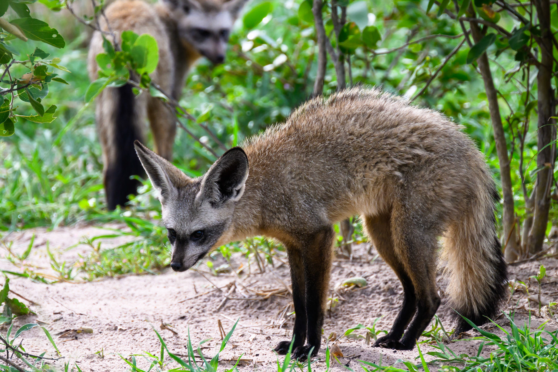 Bat-eared Fox