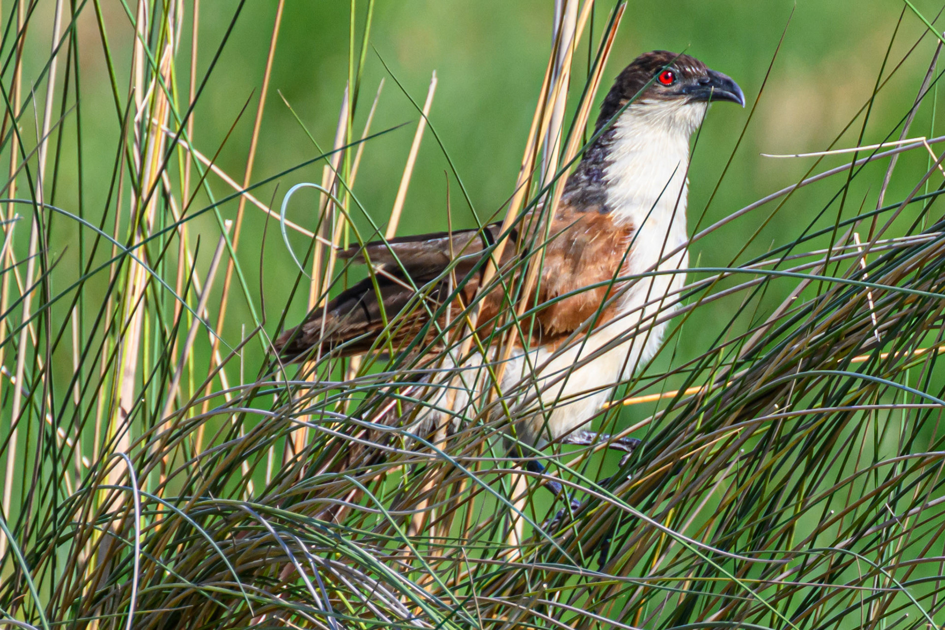 Coppery-tailed Coucal