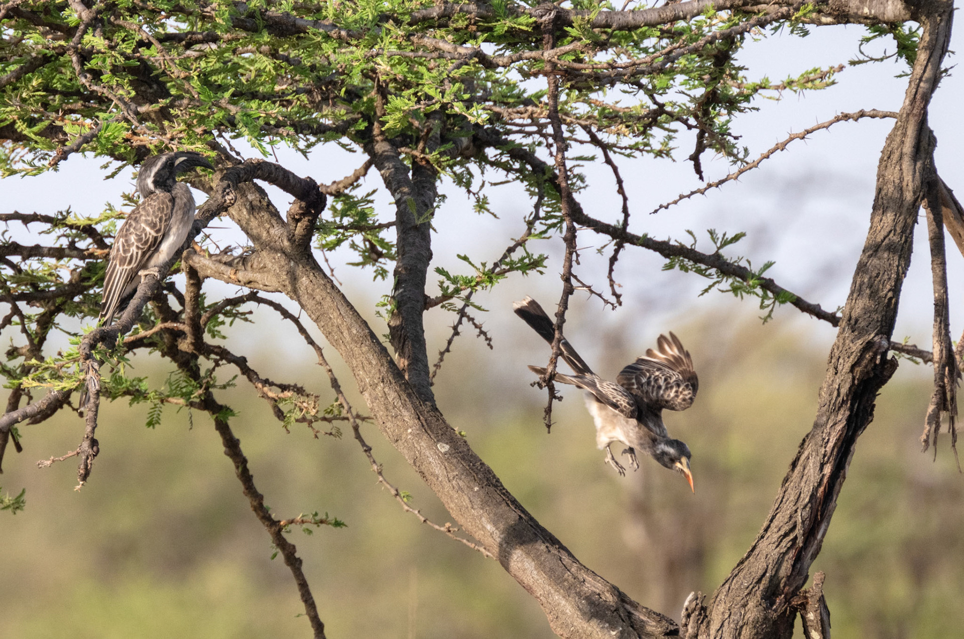 African Grey Hornbill
