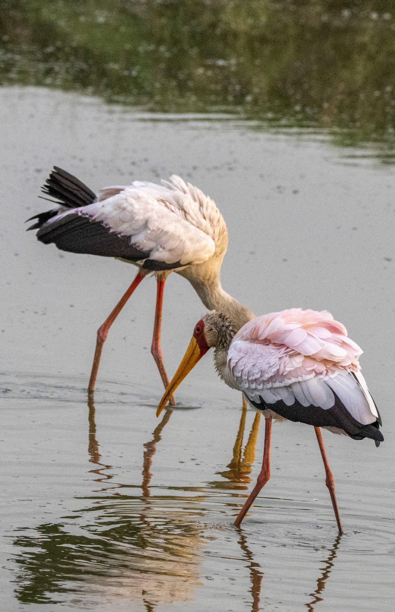 Yellow-billed Stork