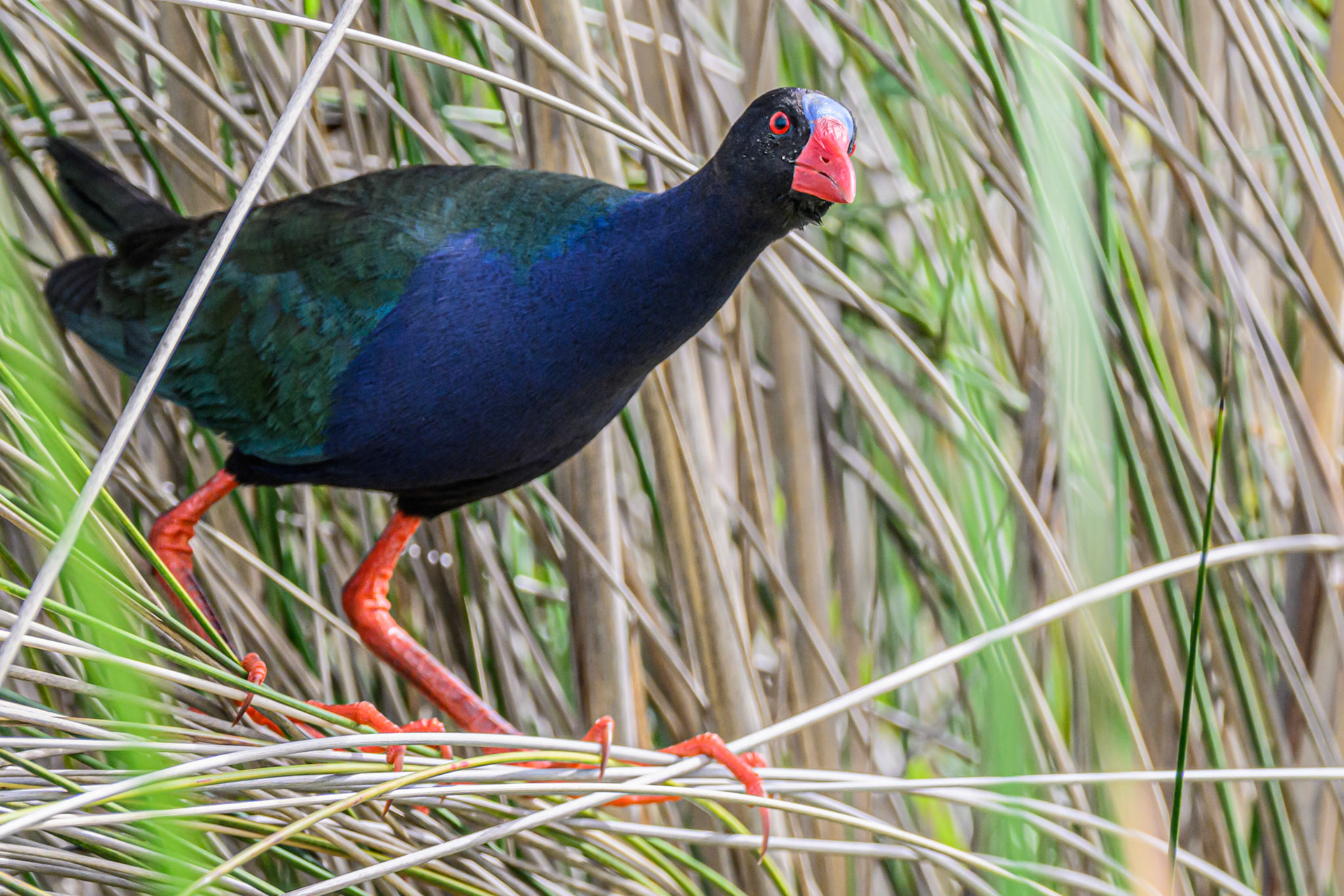 African Swamphen