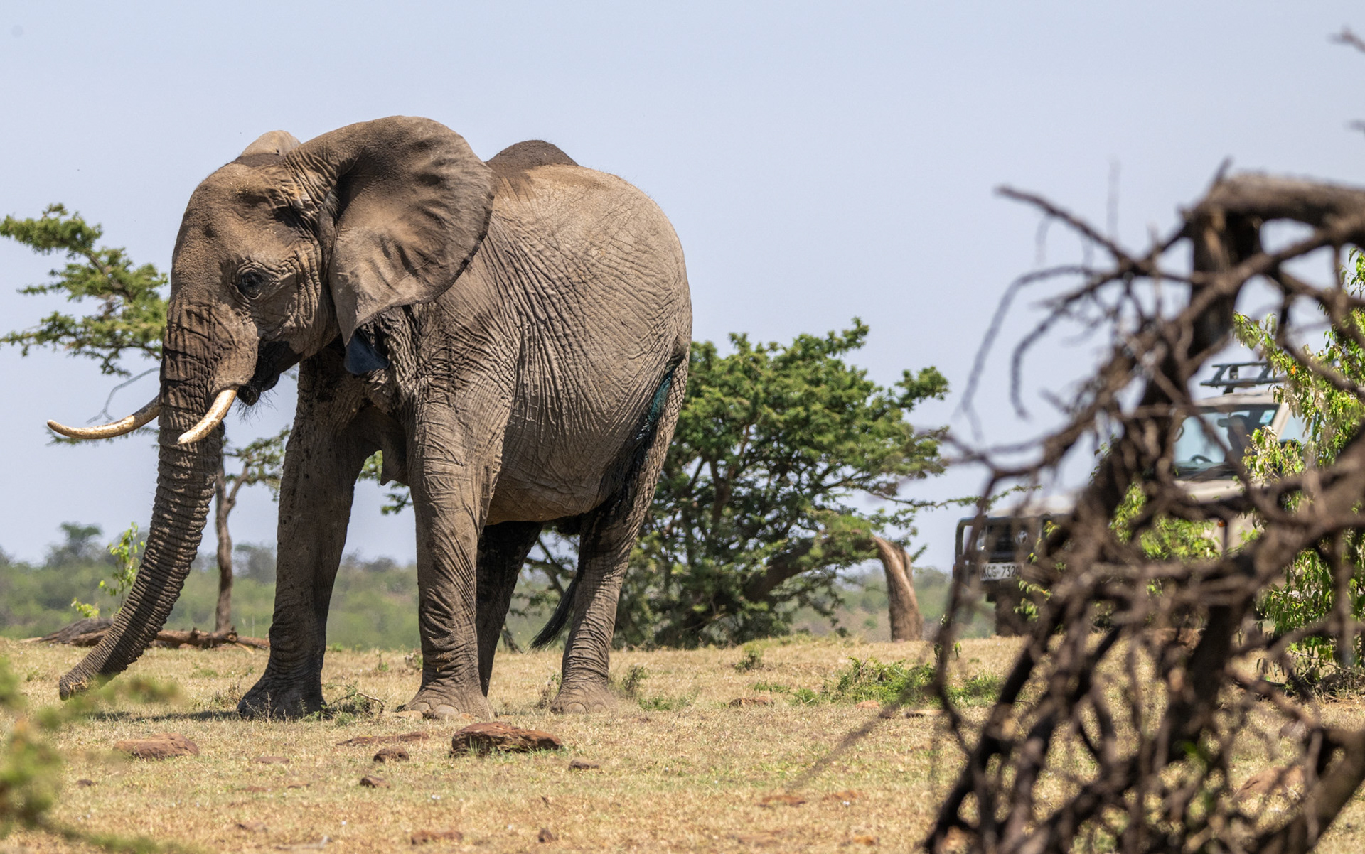 Vet wound treatment sequence