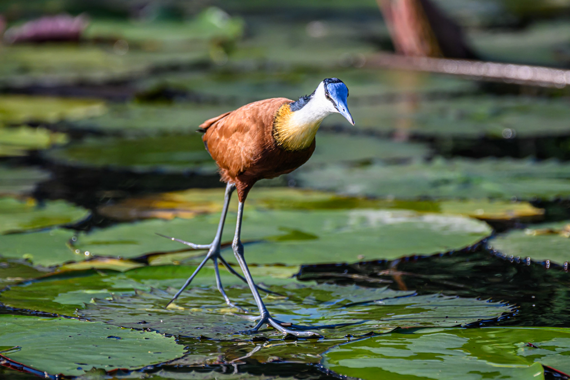 African Jacana