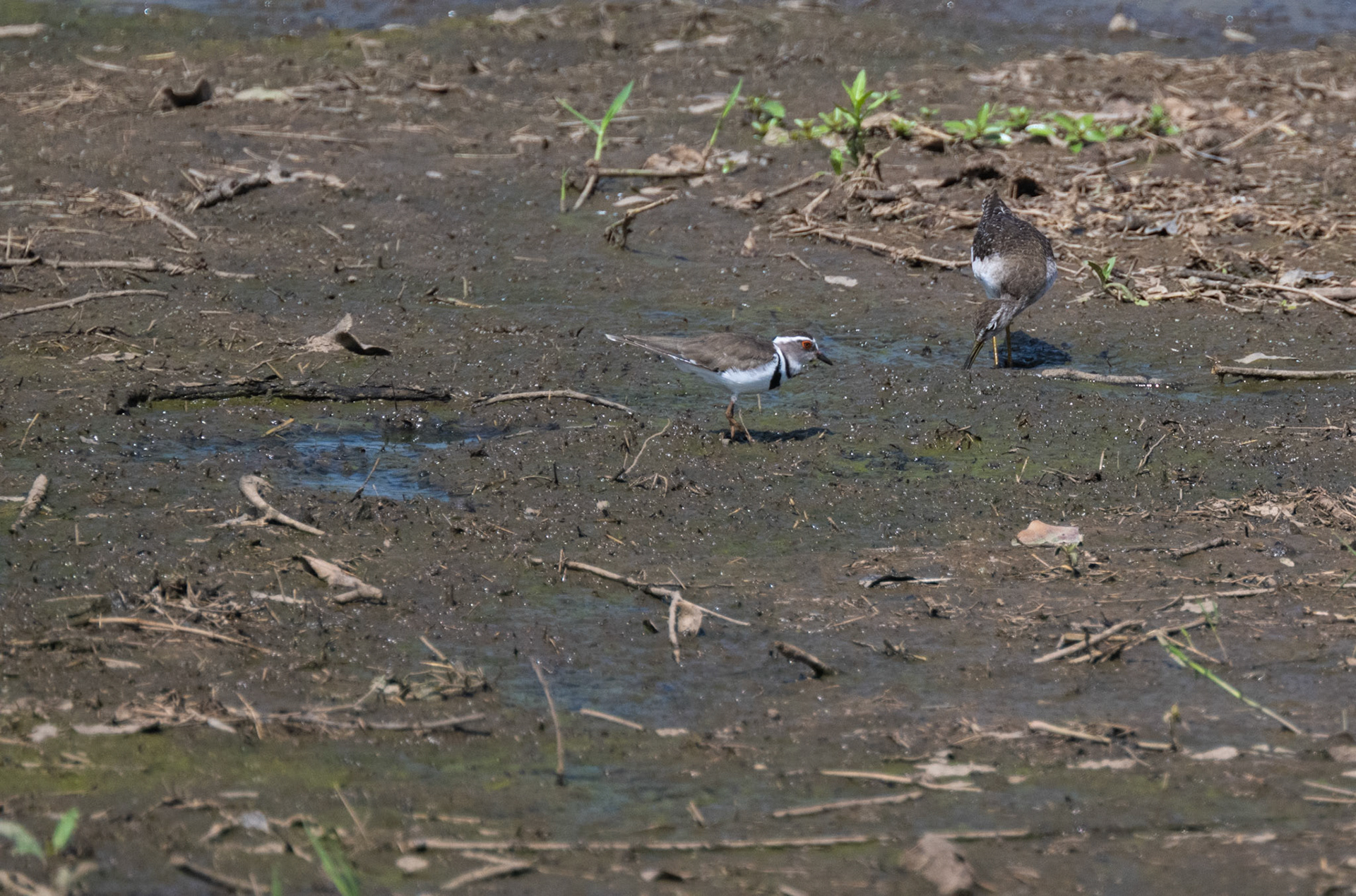 Three-banded Plover and Crowned Plover