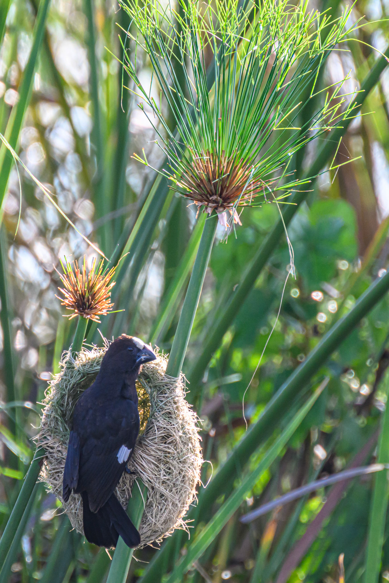Thick-billed Weaver