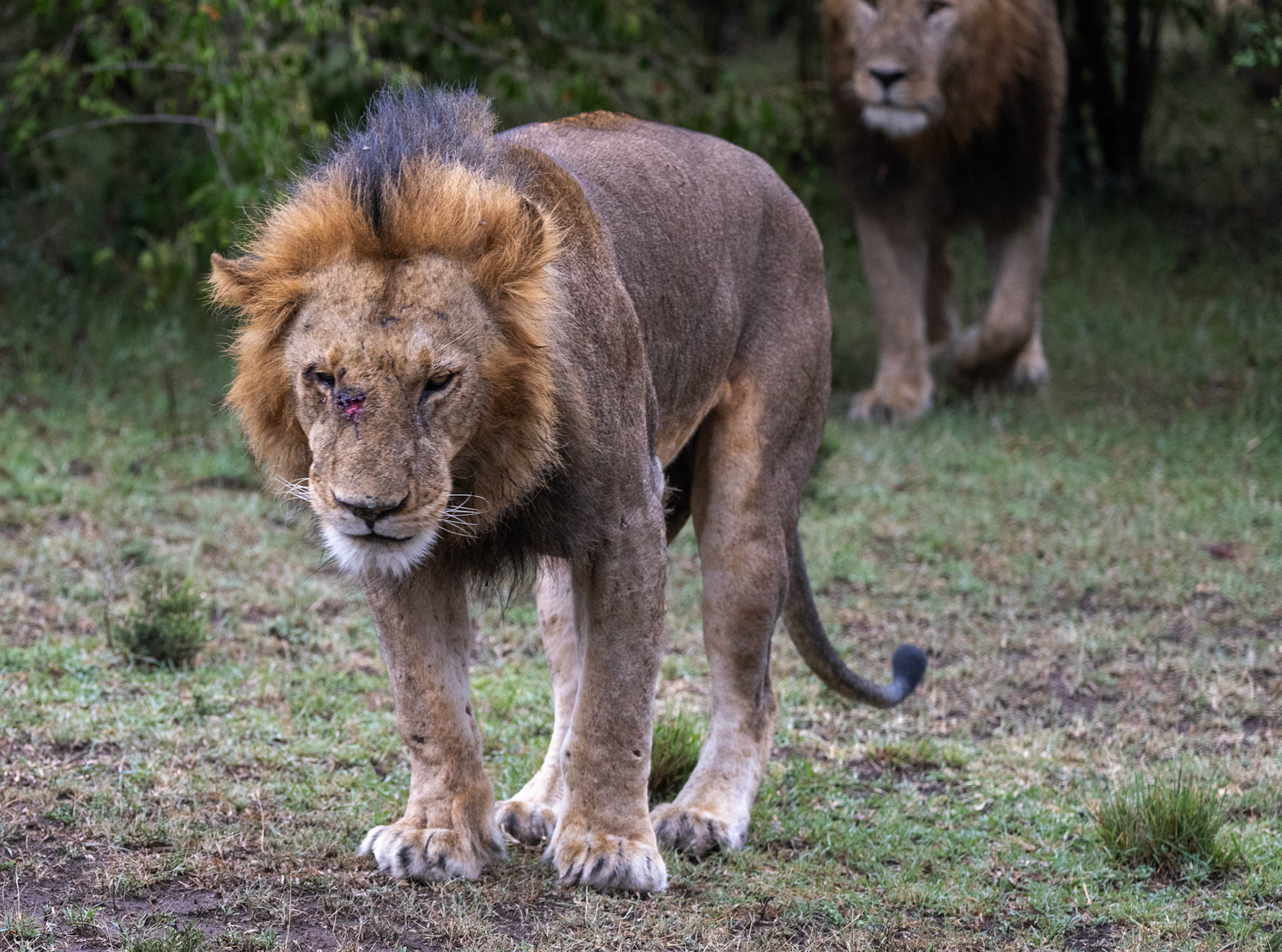 Male Lion, eye-nose wound
