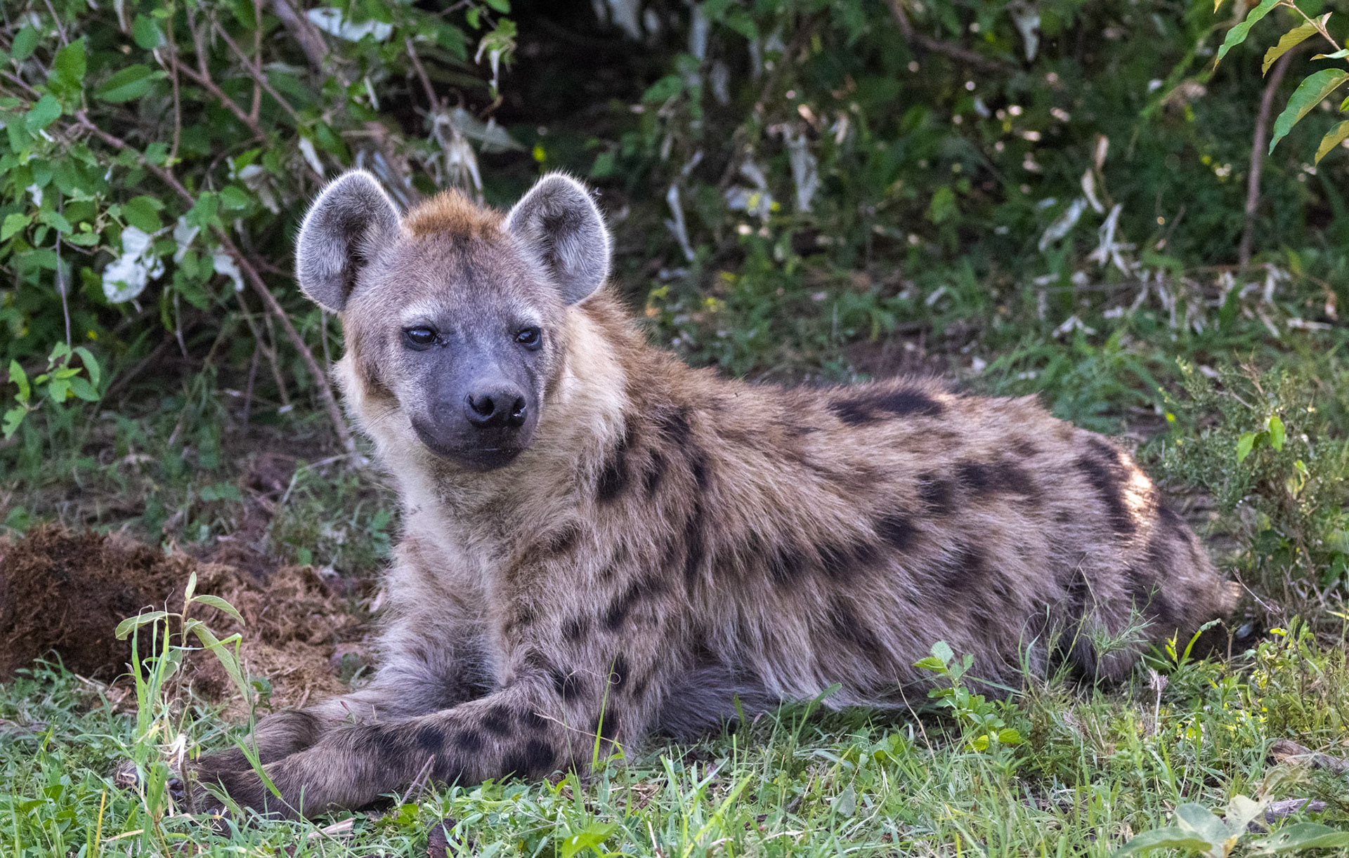 Hyena, Juvenile