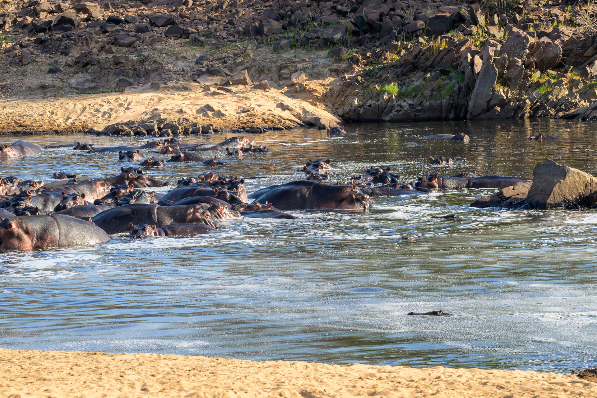 Hippo's & 'Gaters having a rumble