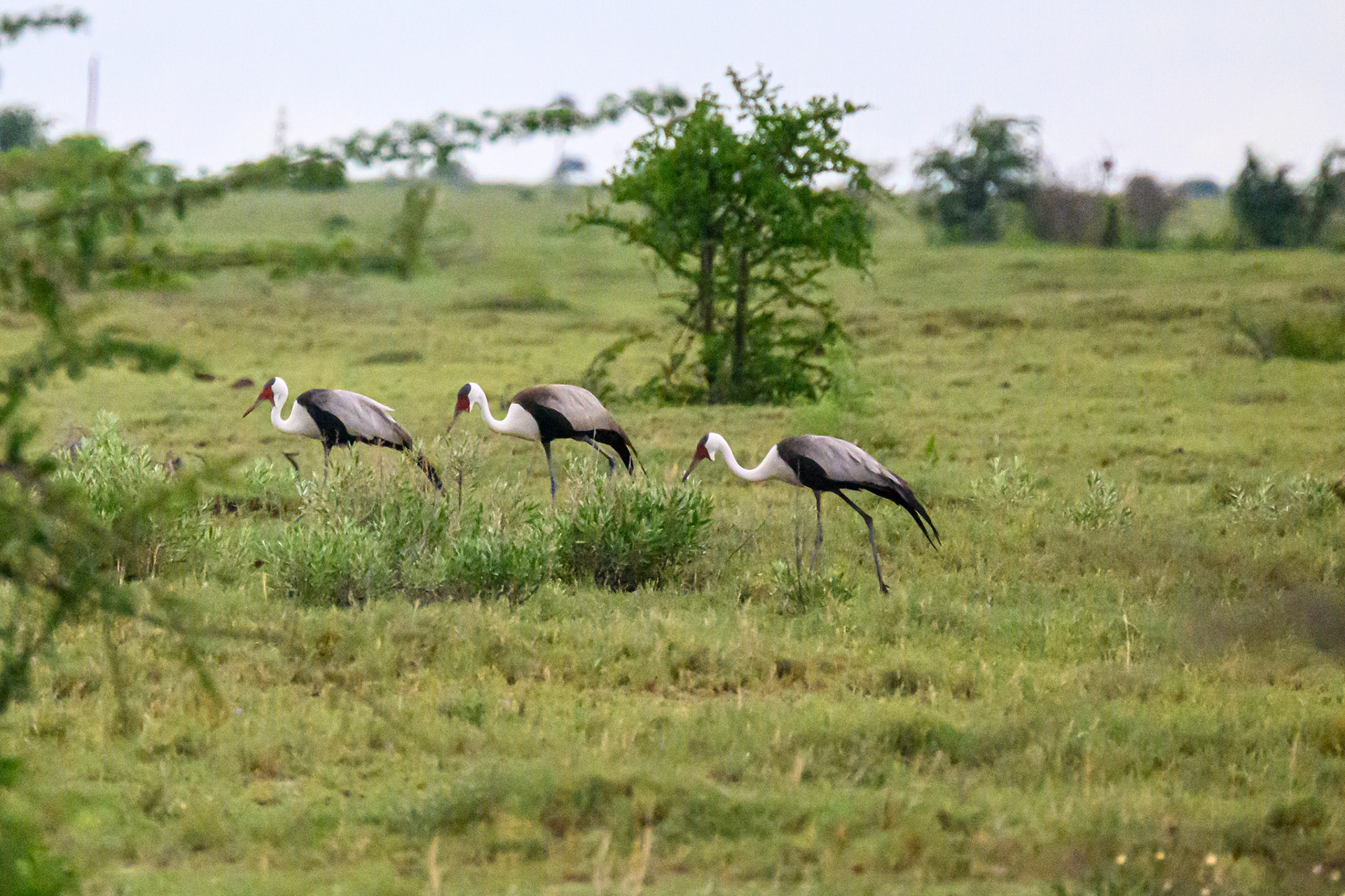 Wattled Cranes