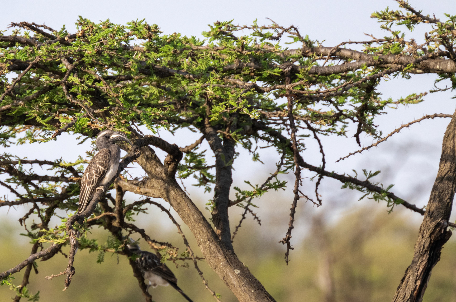 African Grey Hornbill