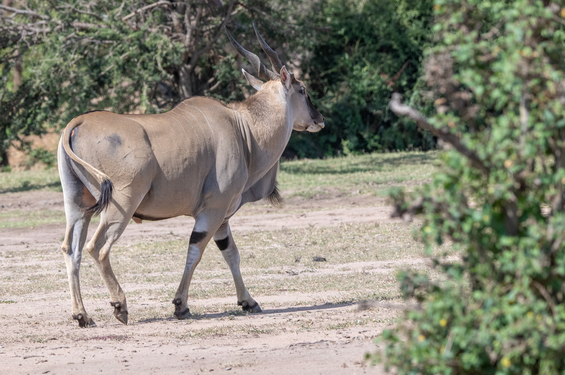 Eland
