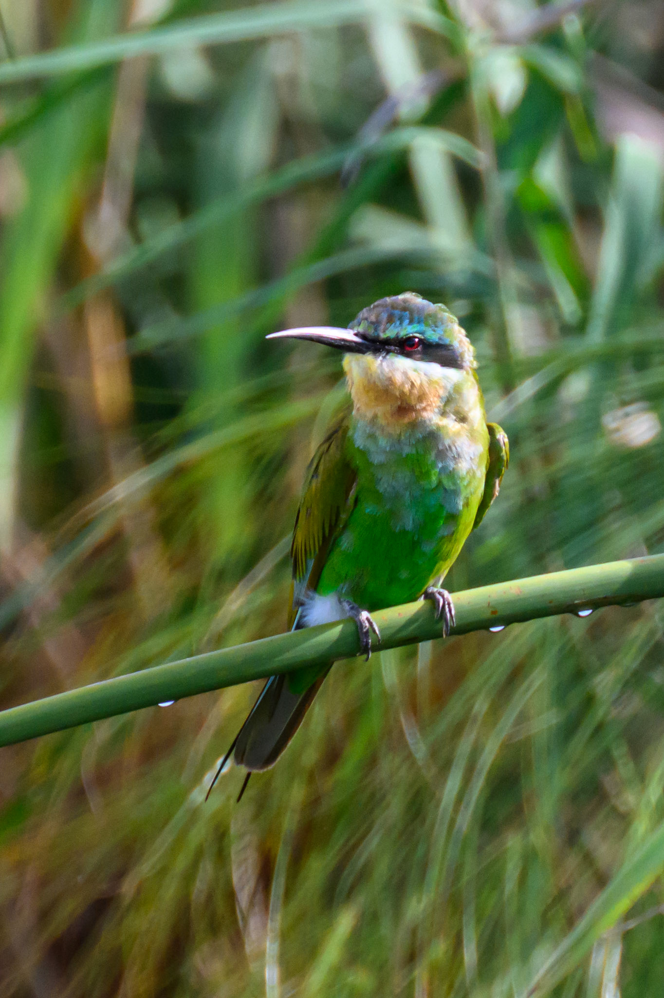 Blue-cheeked Bee-eater