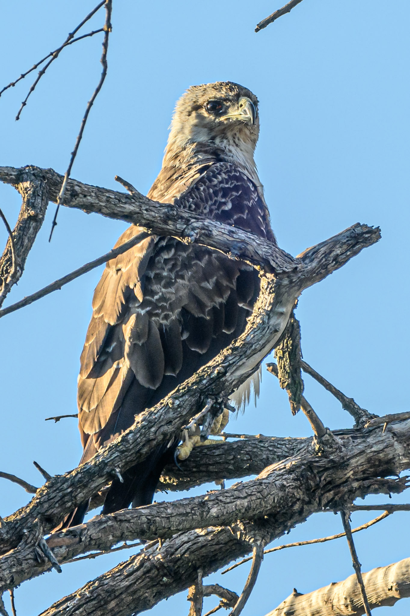 Tawny Eagle