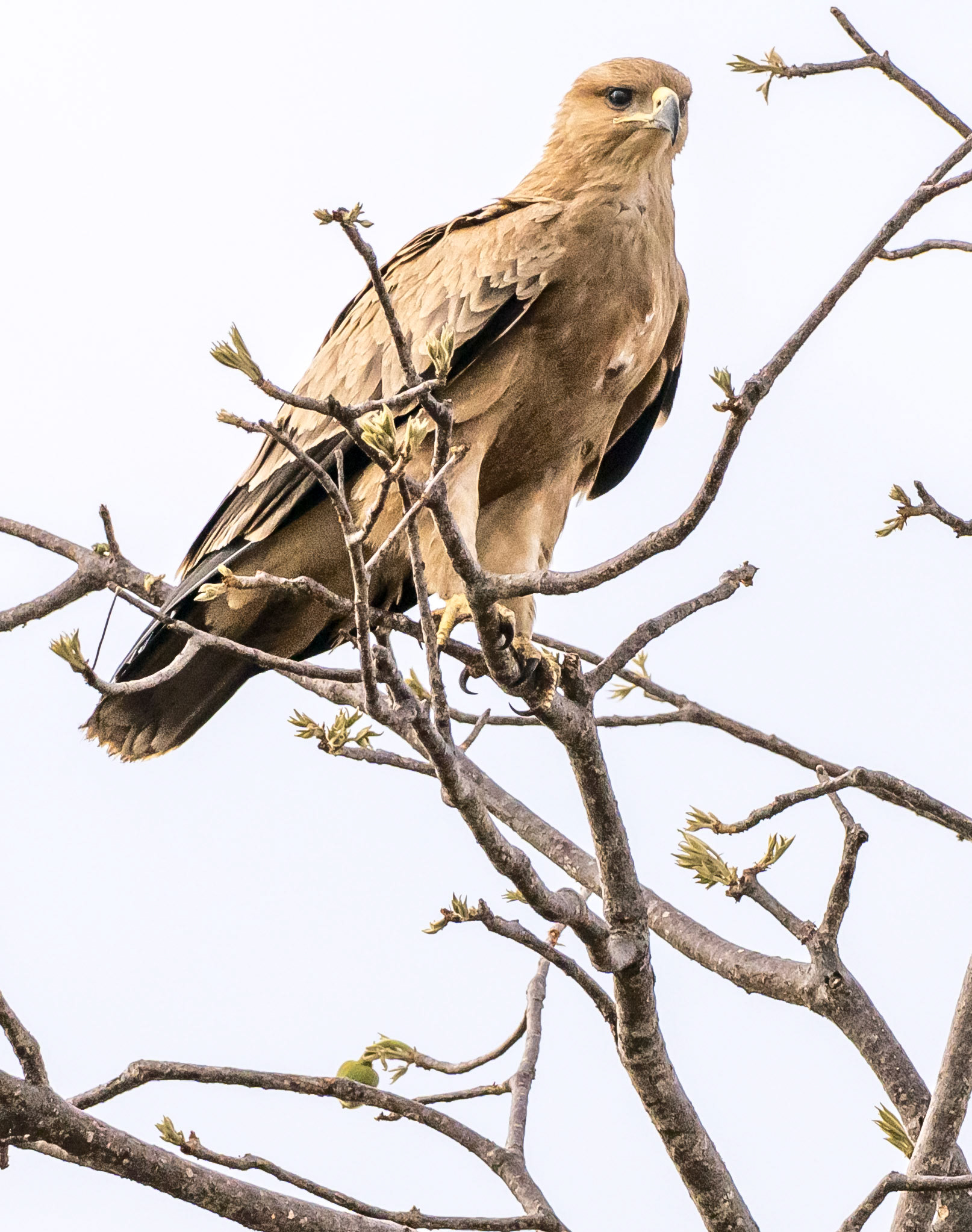 Tawny Eagle