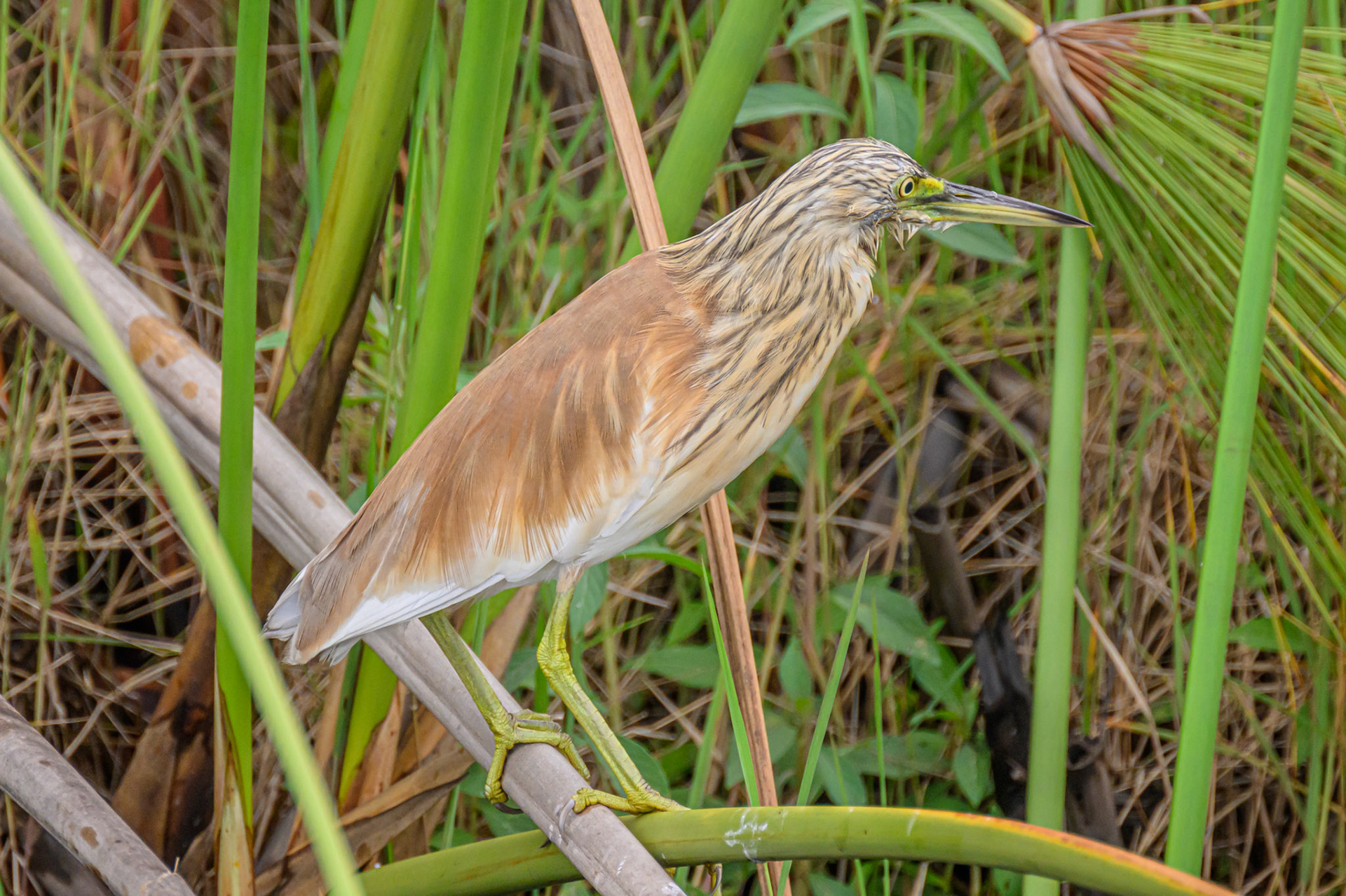 Squacco Heron