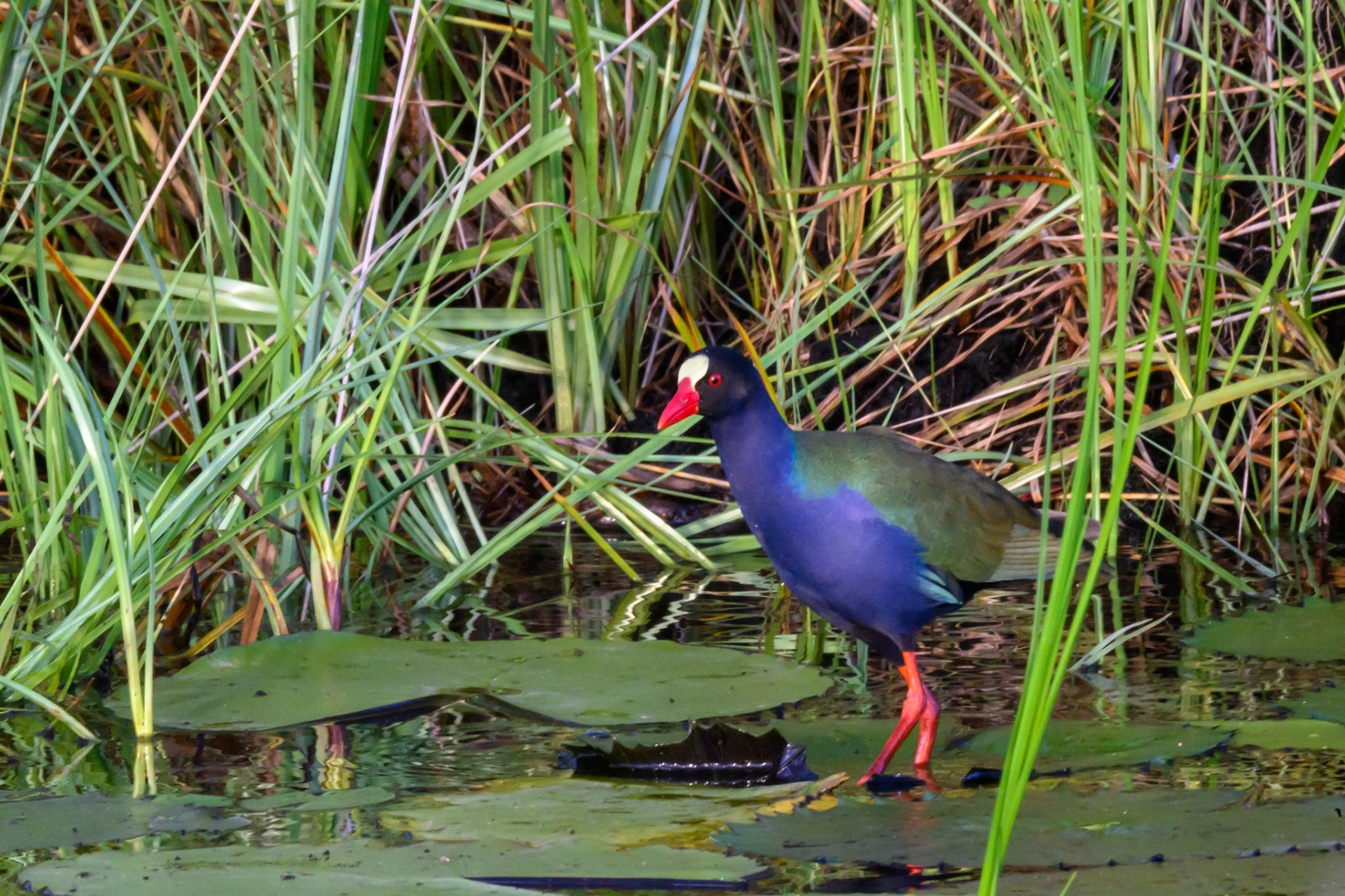 Allen's Gallinule