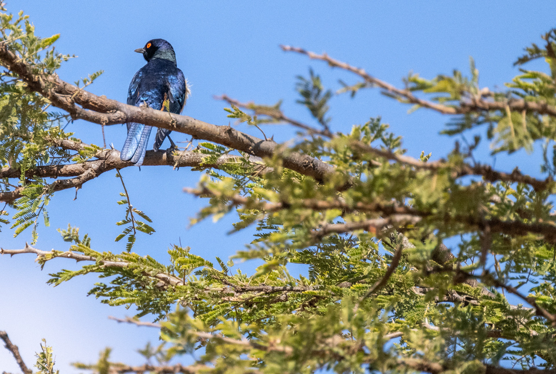 Superb Starling