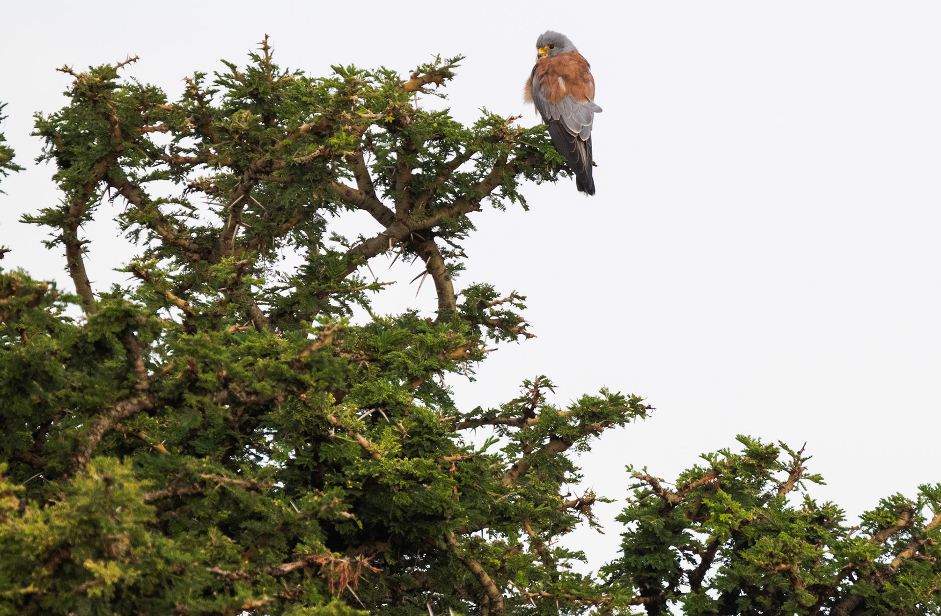 Lesser Kestrel