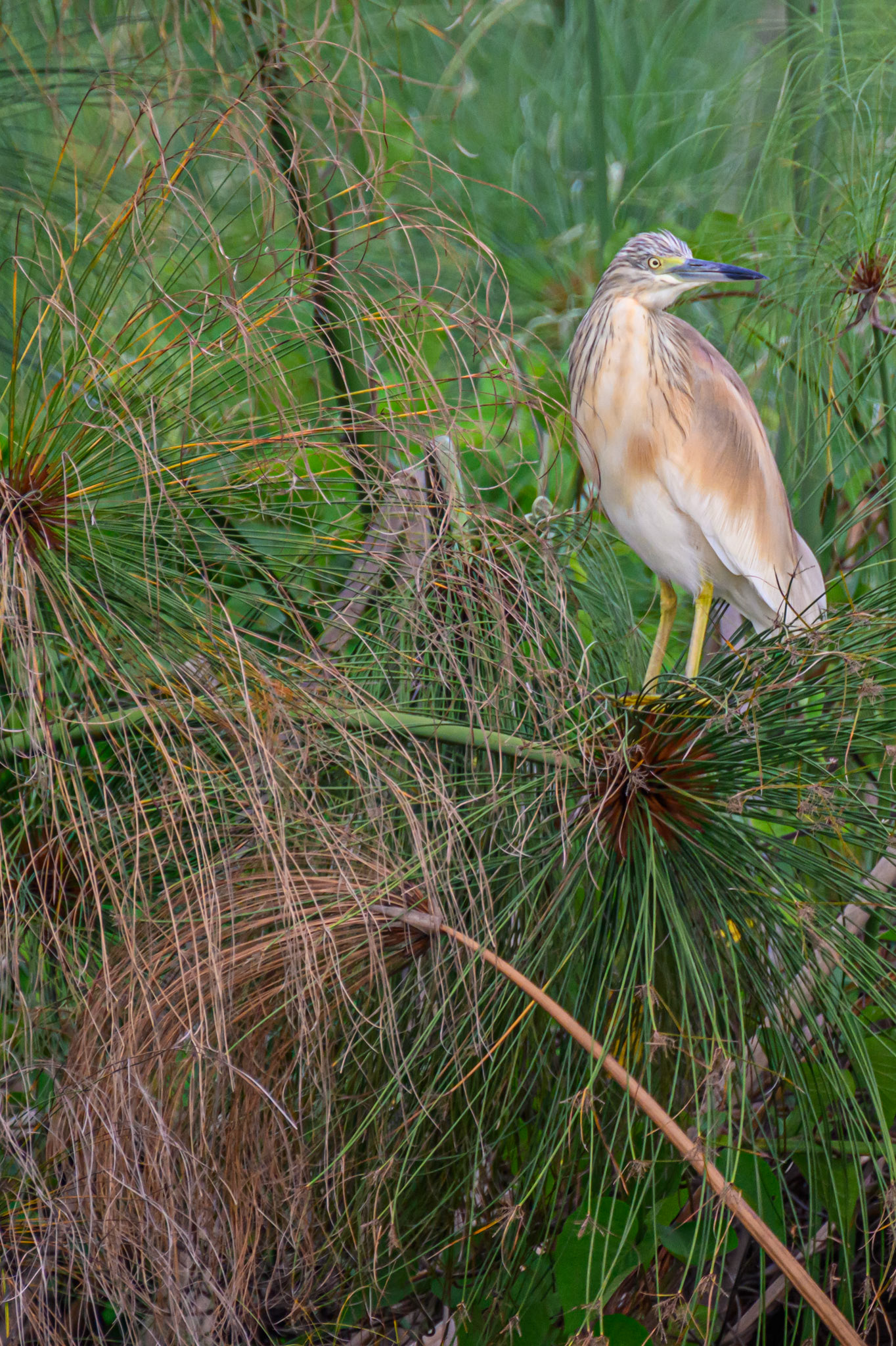 Squacco Heron